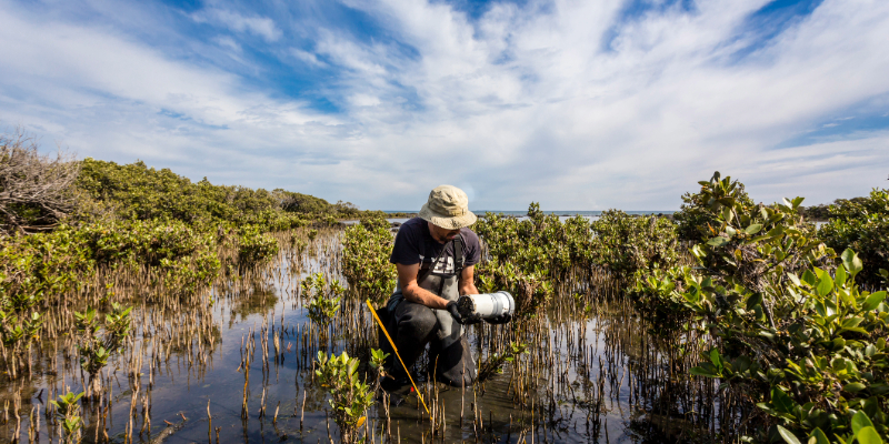 Homem trabalhando nas Australian Wetlands